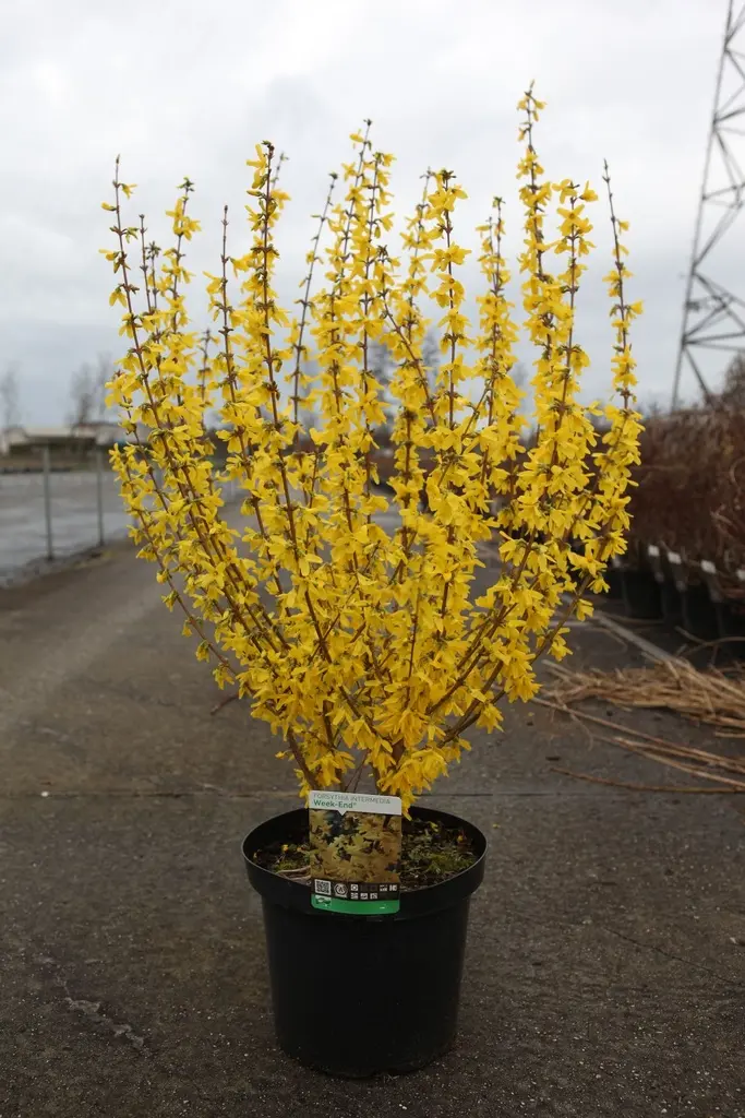 Forsythia intermedia Week End Pot C10 Hauteur 110+