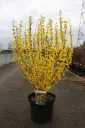 Forsythia intermedia Week End Pot C10 Hauteur 110+