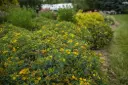 Hypericum kalmanianum Cobalt N Gold Pot C10L