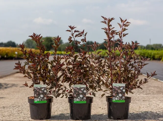 Physocarpus opulus Summer Wine C3.6L