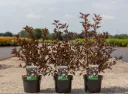 Physocarpus opulus Summer Wine C3.6L