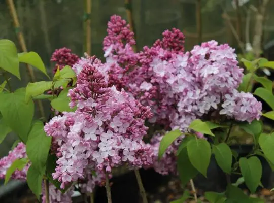 Syringa hyacinthiflora Esther Staley Pot C7.5** Lilas **