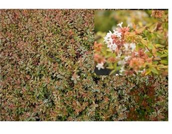Abelia grandiflora Kaleidoscope Pot C7Litres