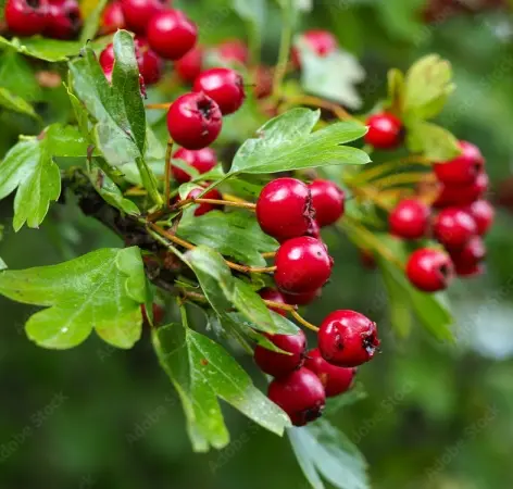 Crataegus grignonensis 125 150cm Pot C7.5 Litres ** Aubépine de Grignon**