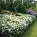 Deutzia Yuki Snowflake Pot C10