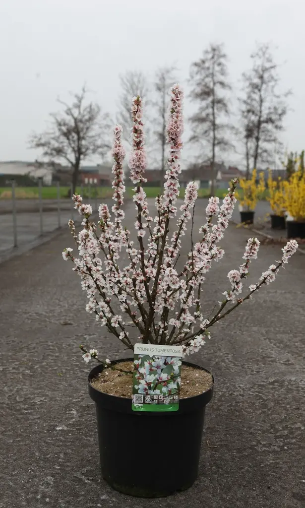 Prunus tomentosa Pot C10 ** Ragouminier ou Ragoumier **