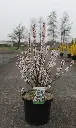 Prunus tomentosa Pot C10 ** Ragouminier ou Ragoumier **
