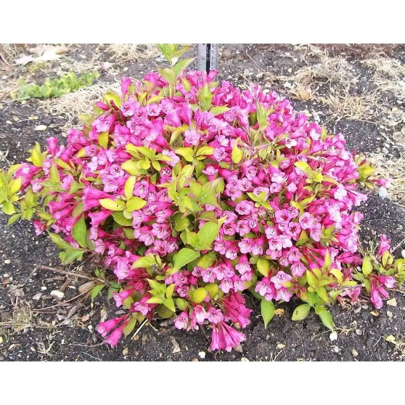 Weigela florida Princess Ayla Pot C10
