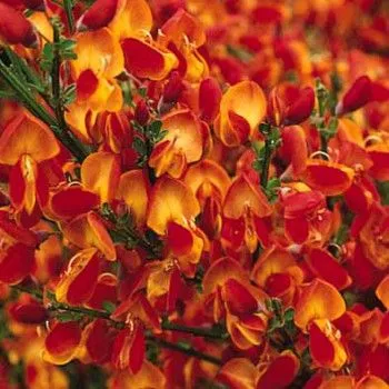Cytisus praecox Palette Pot P17 cm