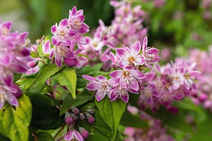 Deutzia Raspberry Fields (Tourbillon rouge) Pot C12Litres ** Deutzie **