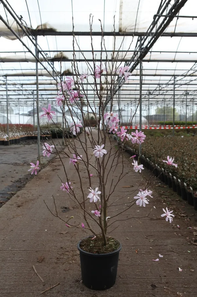 [123503] Magnolia stellata Rosea Pot C18