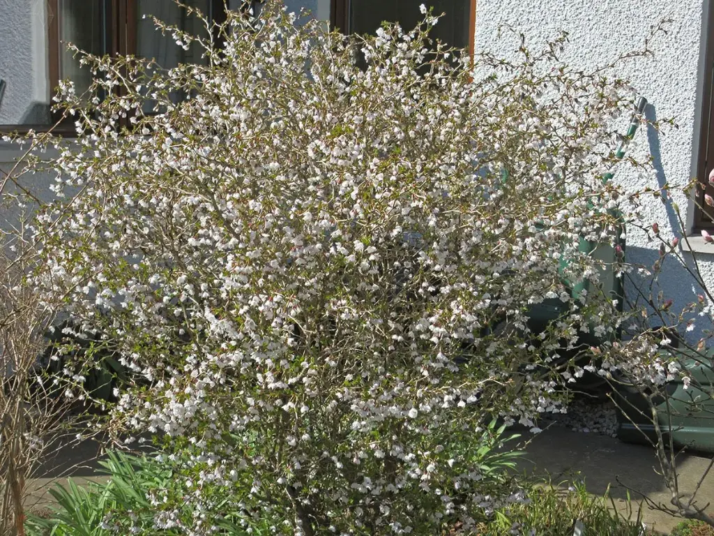 Prunus incisa Kojou-No-Mai 60 80 Pot C10Litres
