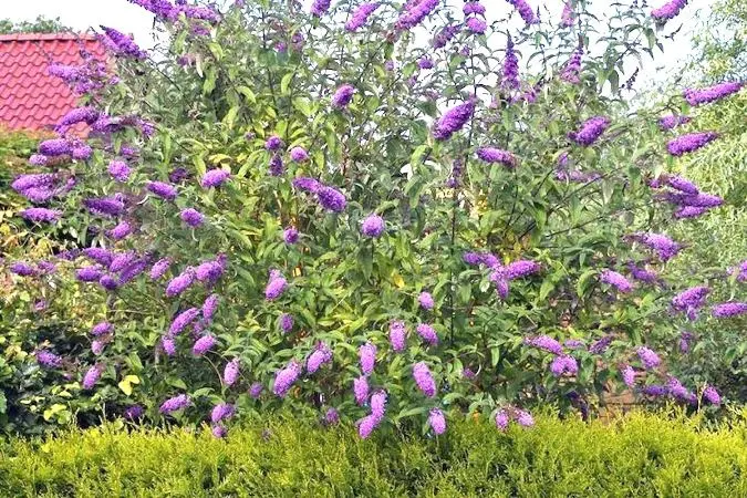 Buddleja davidii Lochinch Pot C3Litres