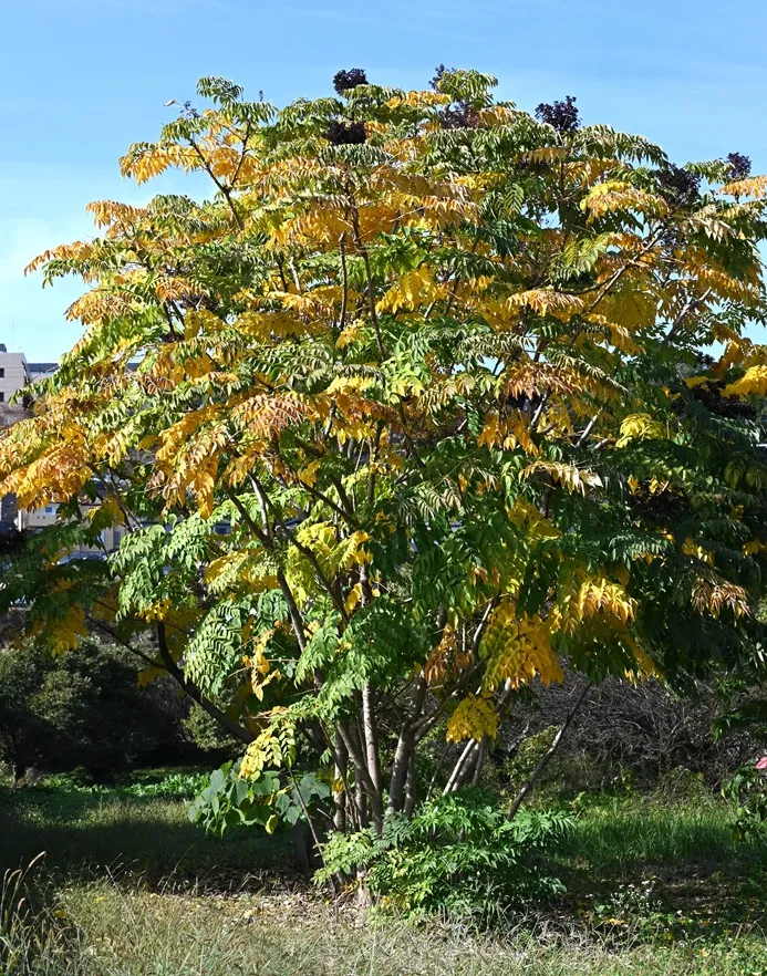 Aralia elata 250 300 Pot C50 XXL ** Angélique du Japon **