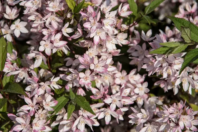Deutzia Yuki Cherry Blossom Pot C3L ** Deutzie **