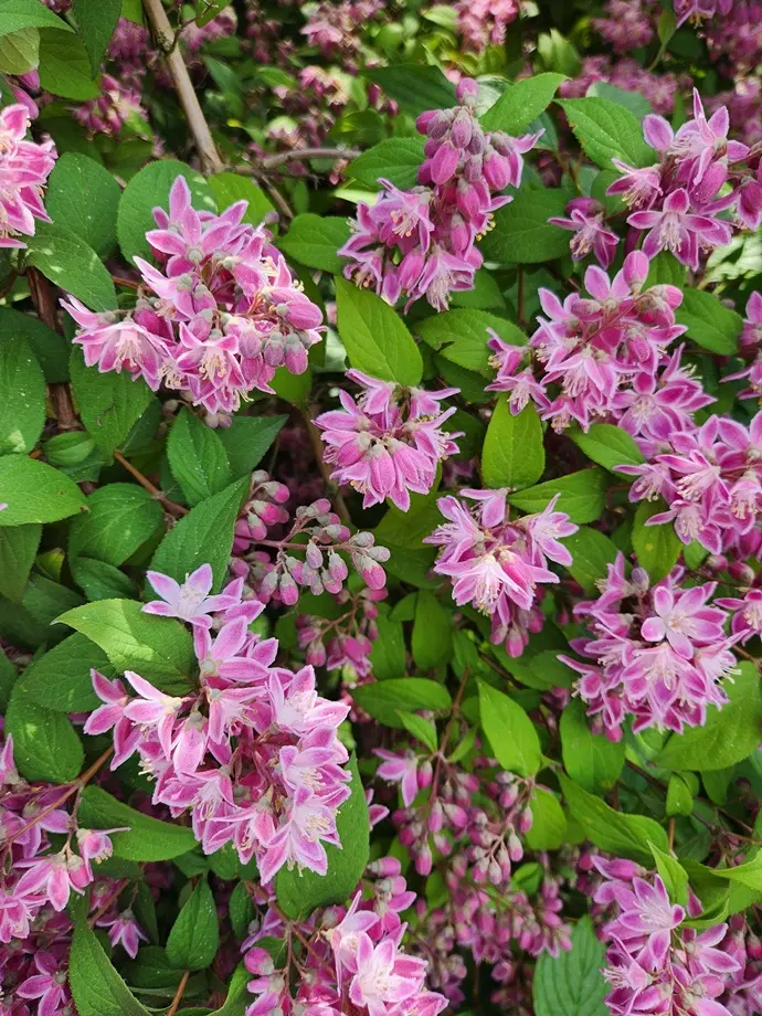 Deutzia Strawberry Fields (Tourbillon rouge) Pot C10 ** Deutzie **