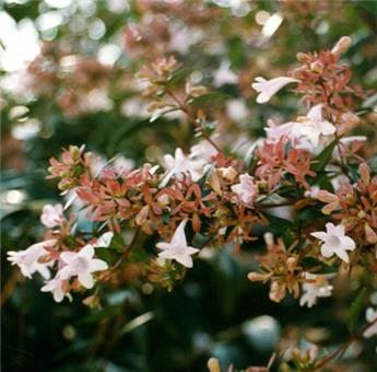Abelia grandiflora 100 125 cm Pot C5-7
