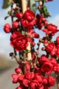 Chaenomeles speciosa Scarlet Storm C3 - Cognassier du Japon.