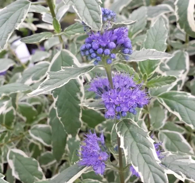 Caryopteris clandolensis White Surprise C5