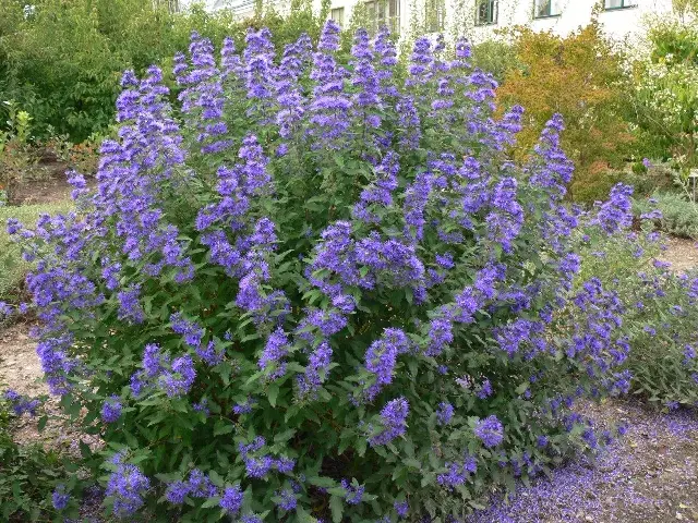 Caryopteris clandonensis Blue Balloon Pot C5