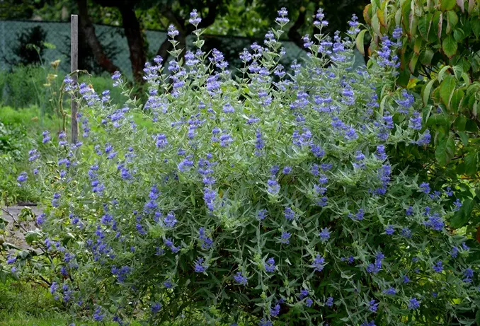 Caryopteris clandonensis Grand Bleu Pot P23