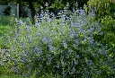 Caryopteris clandonensis Grand Bleu Pot P23