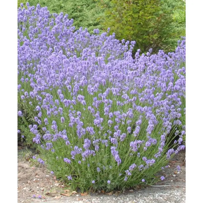[134245] Lavandula angustifolia Dwarf Blue Pot 15