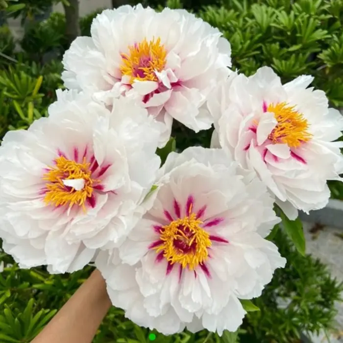 Paeonia suffruticosa Yue Gong Zhu Guang Pot C2.5Litres ** Pivoine arbustive **