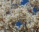 Amelanchier lamarckii 60 80cm Pot C3