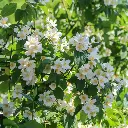 Philadelphus lemoinei Pot C10L ** Seringat très parfumé**