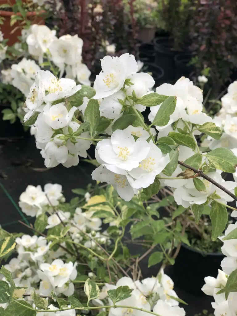 Philadelphus lemoinei Innocence Pot C10L ** Seringat très parfumé **