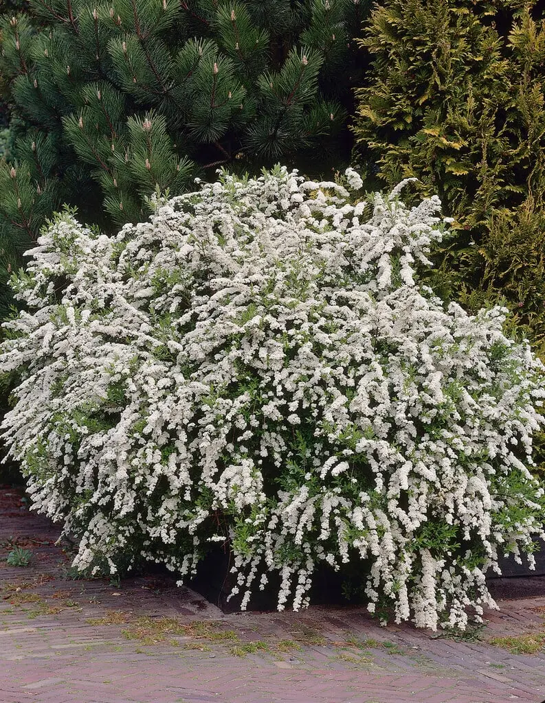 Spiraea arguta Pot C7-10