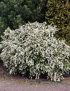 Spiraea arguta Pot C7-10