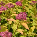 Spiraea japonica Goldflame C10 ** Spirée du Japon **