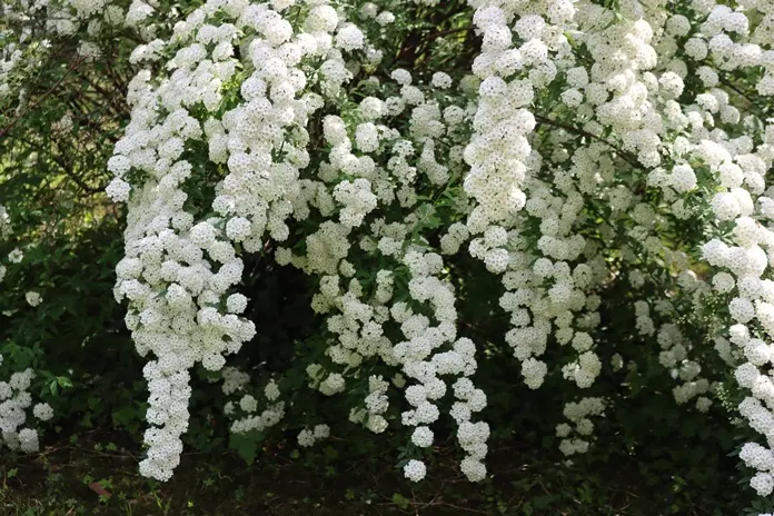 Spiraea Vanhouttei Pot C10 Litres  ** Spirée de Van Houtte **