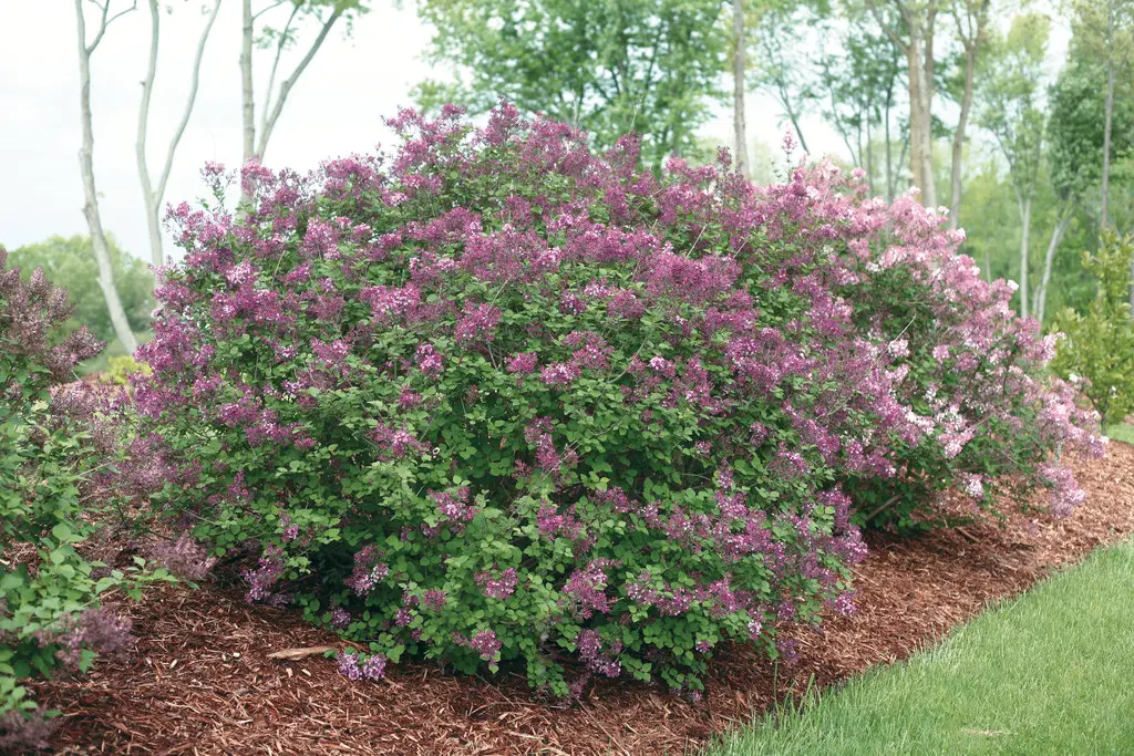 Syringa BLOOMERANG Dark Purple Pot C3