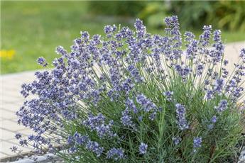 Lavandula Munstead Pot C2