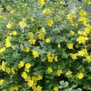 Hypericum Hidcote Pot C10Litres ** Millepertuis arbustif **