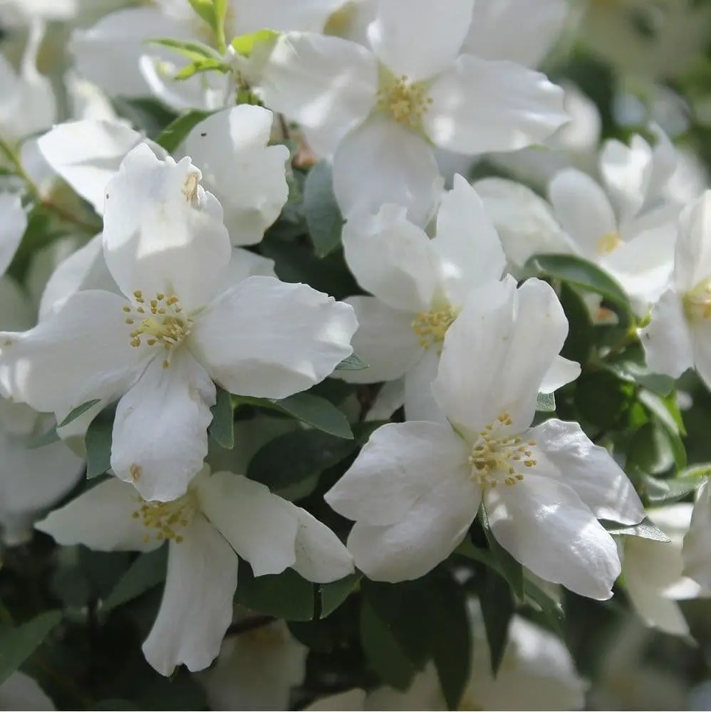 Philadelphus Starbright Pot C10 ** Seringat **