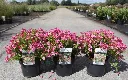 Weigela florida Picobella Rosa Pot C10Litres