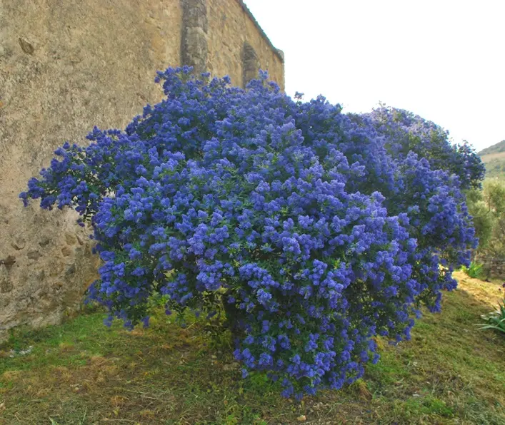 Ceanothus Burkwoodii Pot C3