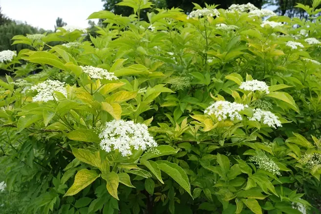 Sambucus nigra Aurea C 3.5L ** Sureau doré **