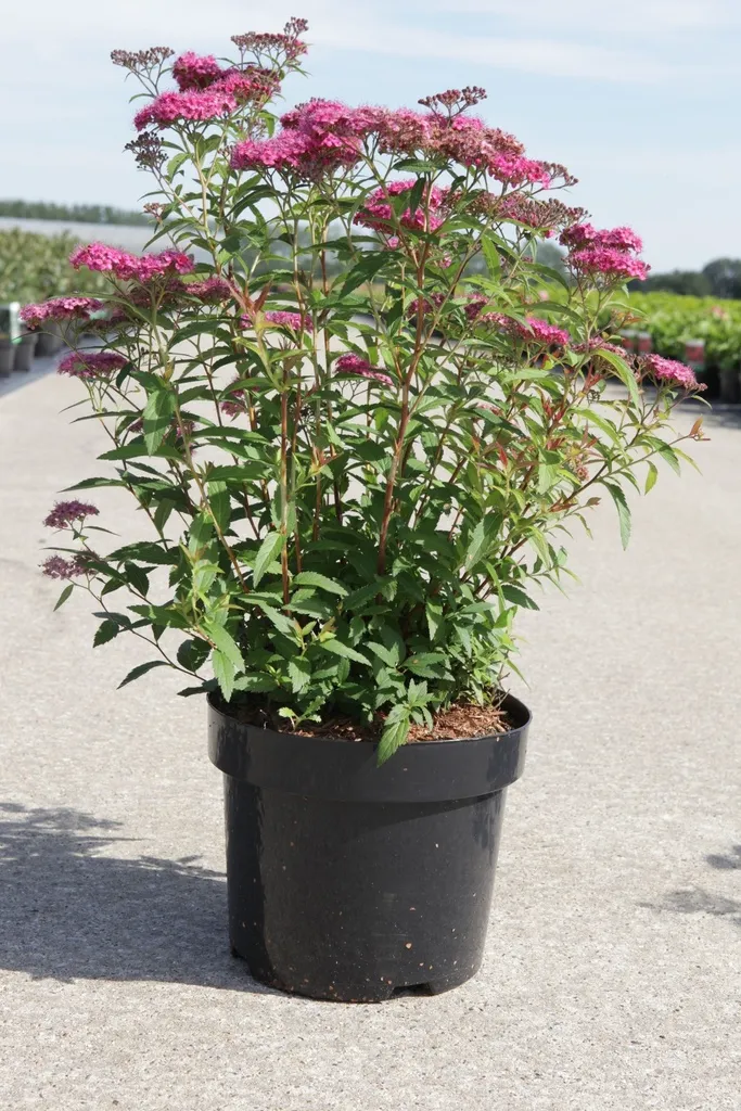 Spiraea japonica Dart's Red (Neon Flash) Pot C3.6 ** Spirée du Japon **