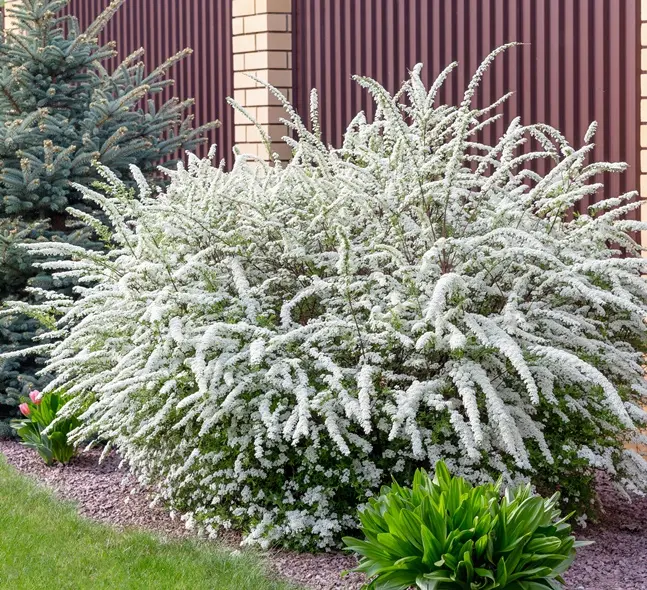 [106343] Spiraea cineria Grefsheim Pot C7.5L ** Spirée *