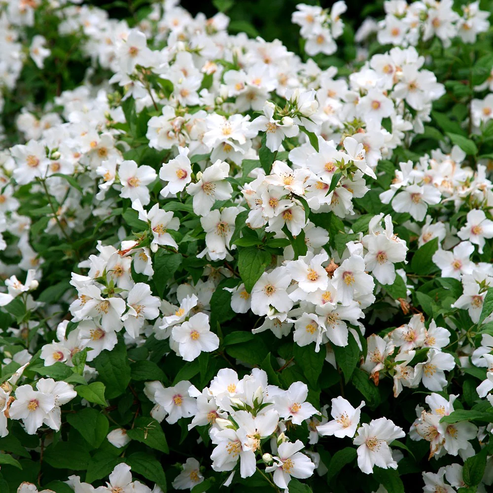 Philadelphus Belle Etoile 100 125 cm Pot C10Litres ** Seringat **