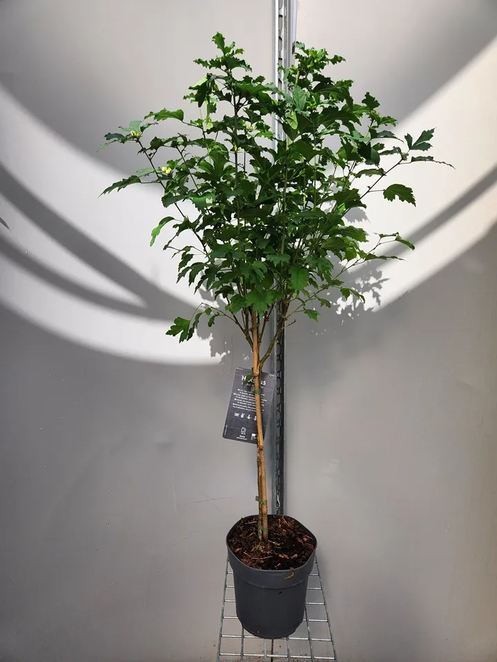 [102602] Hibiscus syriacus Oiseau Bleu tige 60 cm Pot P21 cm