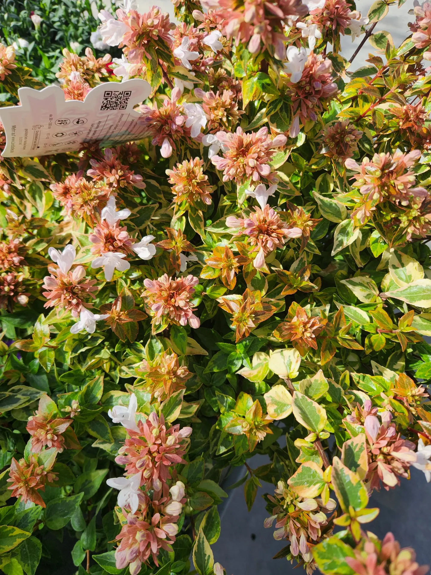 Abelia grandiflora Lady Summer Dream C7.5