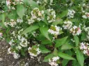 Abelia mosanensis Monia