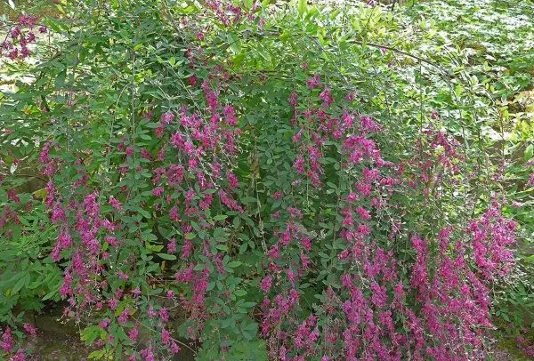 Lespedeza thunbergii Pot C3Litres