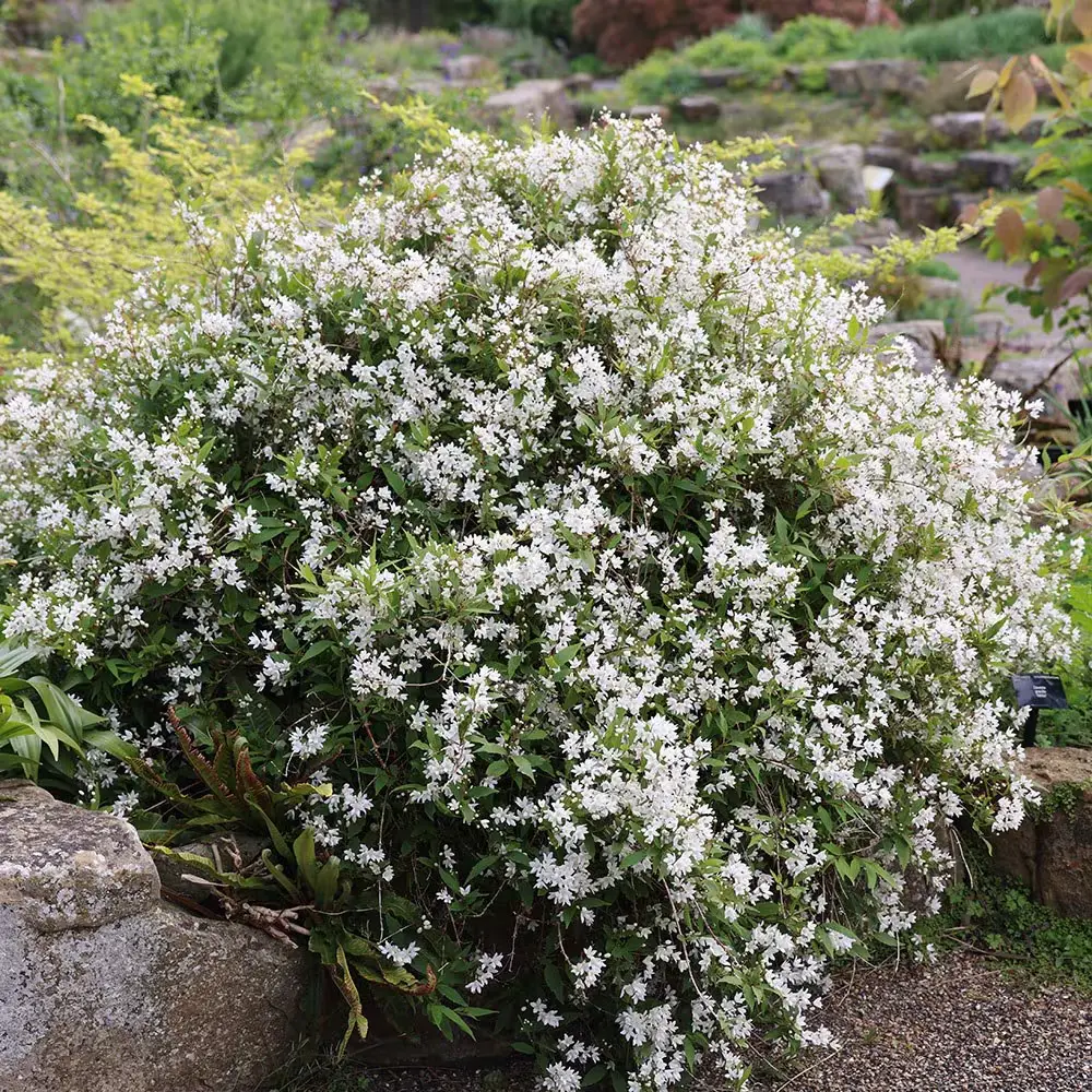 Deutzia gracilis Nikko Pot C10 XXL ** Deutzie **